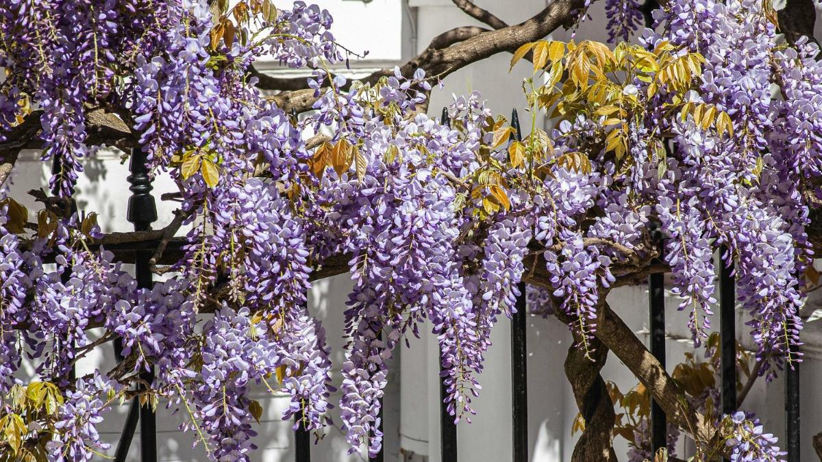 Mini Magazine Example School Word of the Day October 3, Wisteria: Meaning, Pronunciation, Examples ...