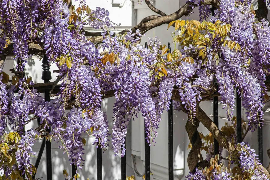 Word of the Day, October 03: ‘Wisteria’