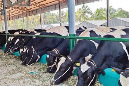 200 പശുക്കളുമായി ഹൈടെക് ഫാം; വെള്ളൂർ ‘ജനത’യ്ക്ക് സ്വന്തം പാൽ