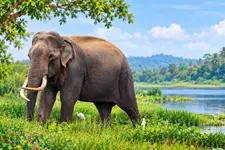 വരമാണ് വന്യജീവികൾ; വന്യജീവി വാരാഘോഷം തുടങ്ങി