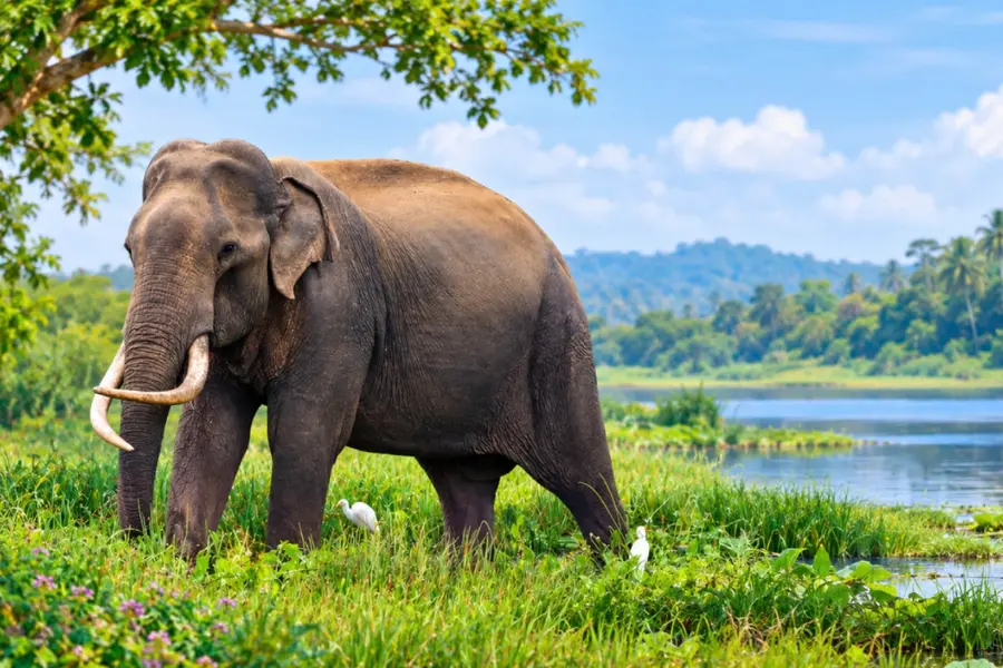 National Wildlife Week