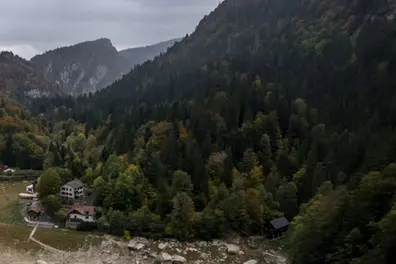 Swiss mountain forests are losing their drought resilience as warming intensifies