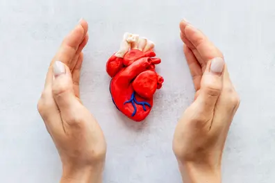 Could this protein help the heart repair itself? Here’s what new research says