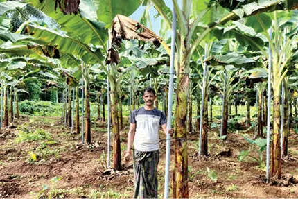 പന്നിപ്പടയെ പേടിച്ച് കർഷകൻ; കൃഷിയിടത്തിന് ലക്ഷങ്ങളുടെ കവചം