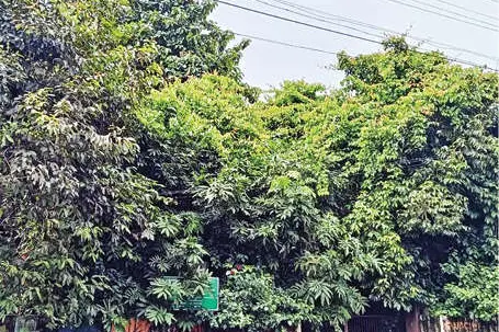 വകുപ്പിനുപോലും വേണ്ടാതെ 'നഗരവനം' പദ്ധതി