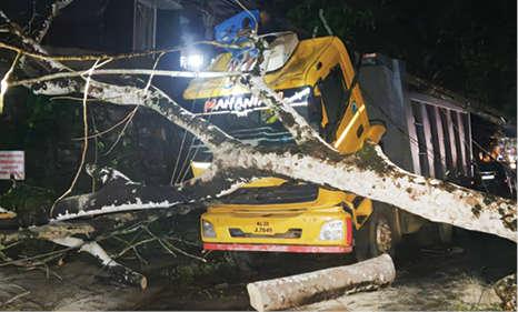 Fallen Neem Tree Damages Vehicles and Disrupts Traffic in Kidangoor