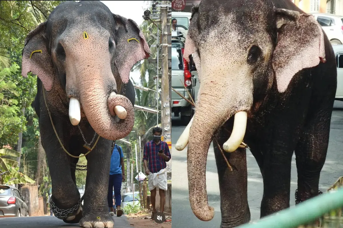 പല്ലാട്ട് ബ്രഹ്മദത്തൻ