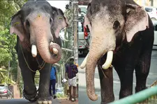 ഇടിമിന്നലേറ്റ് ആന ചെരിഞ്ഞു; ജീവൻ നഷ്ടമായത് പല്ലാട്ട് ബ്രഹ്‌മദത്തൻ എന്ന ആനയ്ക്ക്; സംഭവം കോട്ടയത്ത്