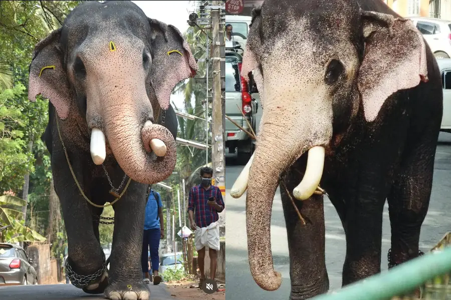 Famous elephant Pallat Brahmadathan dies after being struck by lightning in Kottayam