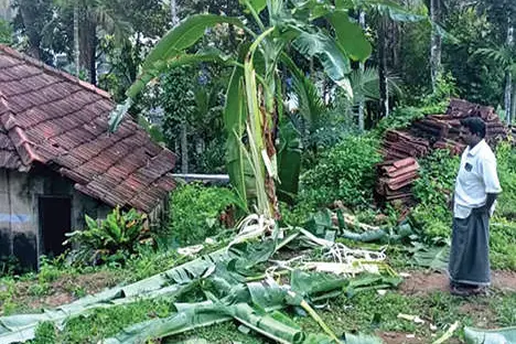 മേമലയിൽ കാട്ടാനക്കൂട്ടം വീണ്ടും കൃഷി നശിപ്പിച്ചു