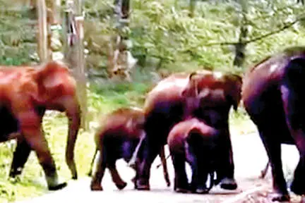 പ്ലാന്റേഷൻ മേഖലയിൽ കാട്ടാനശല്യം രൂക്ഷം ട്രഞ്ച് കുഴിക്കാൻ വനംവകുപ്പിന്റെ എതിർപ്പ്