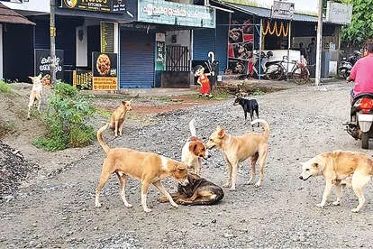 മാളയിൽ റോഡുകൾ കൈയടക്കി തെരുവുനായ്ക്കൾ