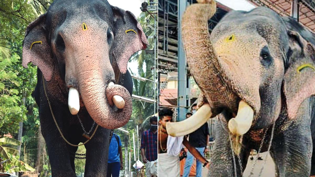 പൂരങ്ങളുടെ രാജകുമാരൻ പല്ലാട്ട് ബ്രഹ്മദത്തൻ വിടവാങ്ങി; ഗജപ്രേമികൾ കണ്ണീരിൽ