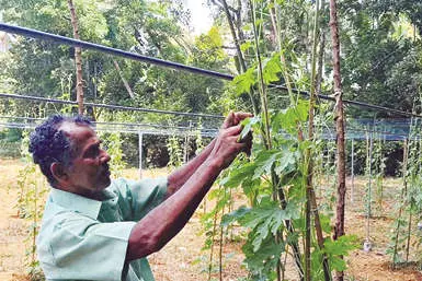 നഷ്ടപരിഹാരം ഇതുവരെ കിട്ടിയില്ലെങ്കിലും; പ്രതീക്ഷയുടെ വിത്തിട്ട് കർഷകർ