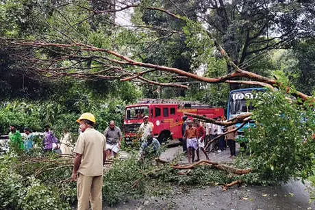 കുമളി-മൂന്നാർ പാതയിൽ വൻമരം വീണു