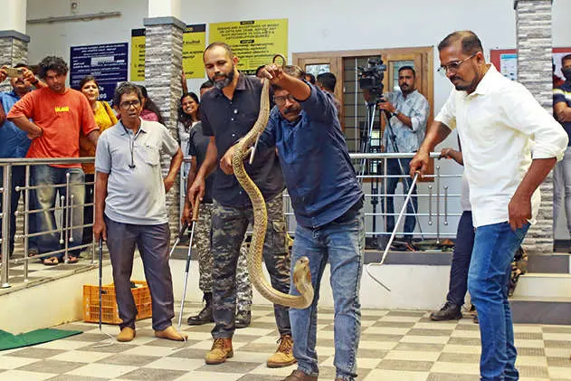 പാമ്പിനെ കണ്ടാൽ പേടിക്കേണ്ടാ; കൈക്കലാക്കാം