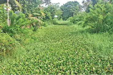 കയർവലപ്പായ വിരിച്ചിട്ടും ഒഴുക്കുനിലച്ച 'മാതൃക'