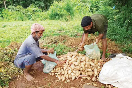 മധുരമൂറും മധുരക്കിഴങ്ങ് ഇഷ്ടംപോലെ; വാങ്ങാനാളില്ല