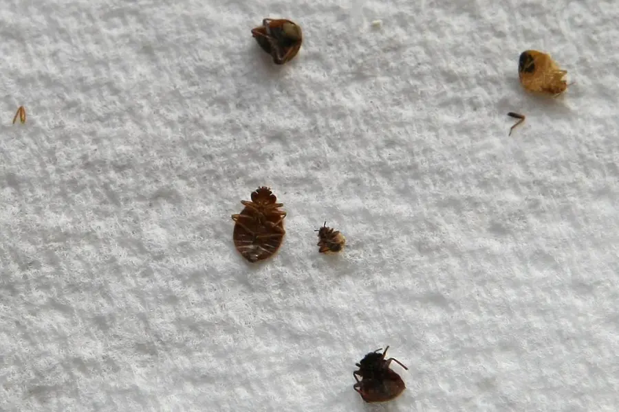bed_bug
