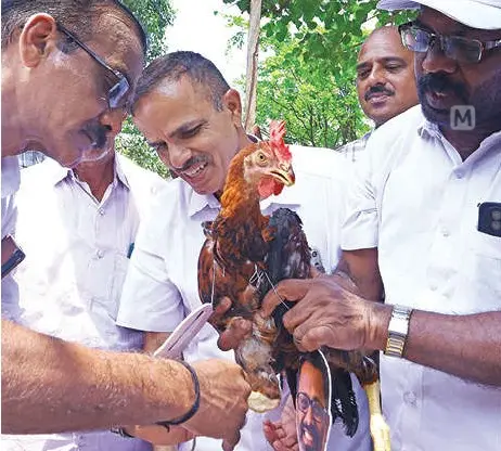 കോണ്‍ഗ്രസ് പ്രവര്‍ത്തകര്‍ പാലക്കാട്ട് നടത്തിയ പ്രതിഷേധത്തിനിടെ കോഴിയെ പറപ്പിക്കാന്‍ കാലിലെ കെട്ടഴിക്കുന്നു.