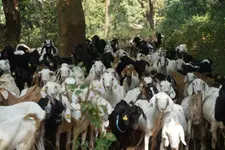 ഇറാഖി ആടുകളുമായി 99.7% സാമ്യം, അറബിക്കടൽ കടന്നെത്തിയ മാതൃപരമ്പര; മലബാറി ആടുകളുടെ ജനിതക രഹസ്യം