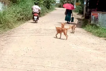 ആദിക്കാടുമുക്ക്-വിളന്തറ പാത നവീകരണം നിലച്ചു