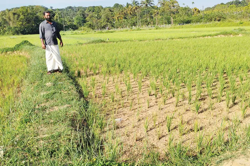 എങ്ങുമെത്താതെ പുഞ്ചവയൽ ജലസേചനപദ്ധതി