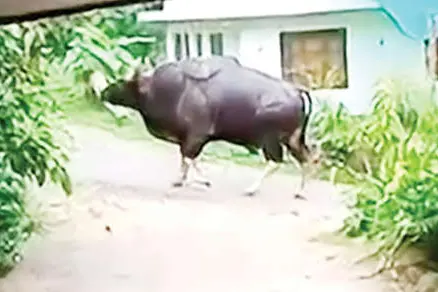 ചെറുവാഞ്ചേരിയിൽ ജനവാസ മേഖലയിൽ കാട്ടുപോത്ത്