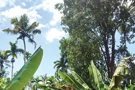 മൂന്ന് വീടുകൾക്ക് ഭീഷണിയായി വൻമരങ്ങൾ