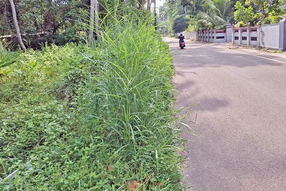 കാടുകയറി റോഡുകൾ