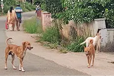 തെരുവുനായശല്യത്തിൽ വാണിയംകുളം