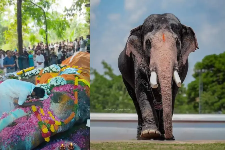pallatt brahmadathan an elephant