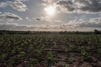 El Niño is getting stronger: WMO warns of record-breaking heat and global weather disruption