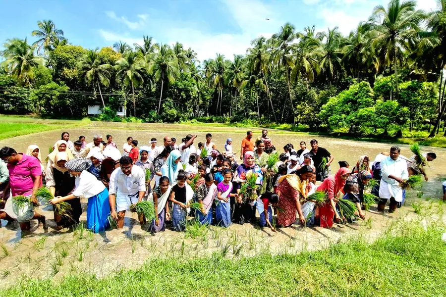 പാഠപുസ്തകങ്ങളിൽ നിന്ന് പാടശേഖരത്തിലേക്ക്; നെല്ലിന്റെ ജന്മനാളിൽ ഞാറുനട്ട് കൃഷിയുടെ ബാലപാഠങ്ങൾ പഠിച്ച് കുരുന്നുകൾ