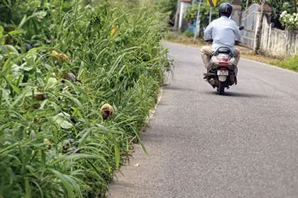 ഇത് റോഡോ കാട്ടുവഴിയോ...