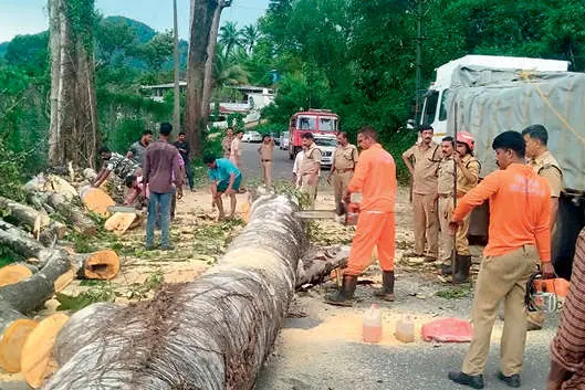തെന്മലയിൽ കൂറ്റൻ മരം ദേശീയപാതയിലേക്ക് വീണു
