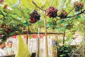 ഈ മുറ്റത്തുണ്ട് ഒരു മുന്തിരിപ്പാടം