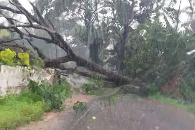 ചുഴലിക്കാറ്റിലും മഴയിലും മലയോരത്ത് വീണ്ടും നാശം; വളയംകോട്ട് മരം വീണ് ഗതാഗതം തടസ്സപ്പെട്ടു
