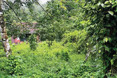 വയലട നാച്വറൽ പാർക്ക് കാടുമൂടി നശിക്കുന്നു