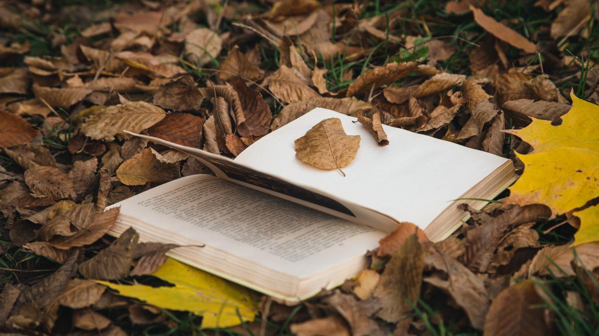 Word of the Day October 9, Codswallop: Meaning, Pronunciation, Examples ...