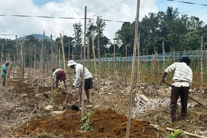 കൂടിയ തണുപ്പും കൂടിയ ചൂടും വെല്ലുവിളി: ശീതകാല കൃഷിക്ക് ദുരിതകാലം, കൃഷി ഇത്തവണ പരീക്ഷണമാകും
