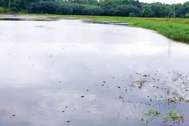 സർക്കാരിന്റെ പുതിയ പദ്ധതിയിൽ പ്രതീക്ഷയർപ്പിച്ച് കുപ്പണ്ണൂർ