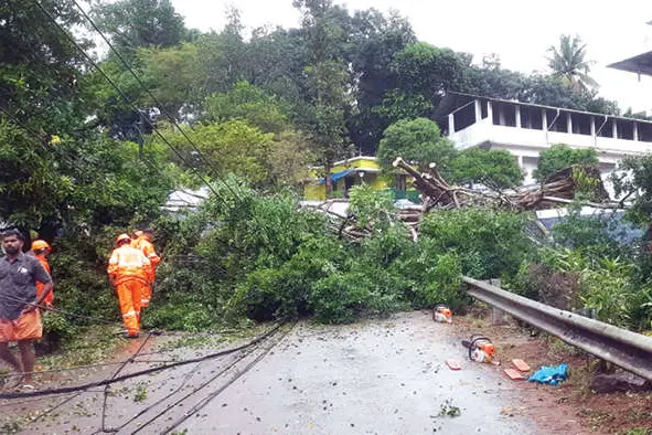 കാറ്റും മഴയും; കാരിക്കോട്ട് കൂറ്റൻ മരംവീണ് ഗതാഗതം തടസ്സപ്പെട്ടു