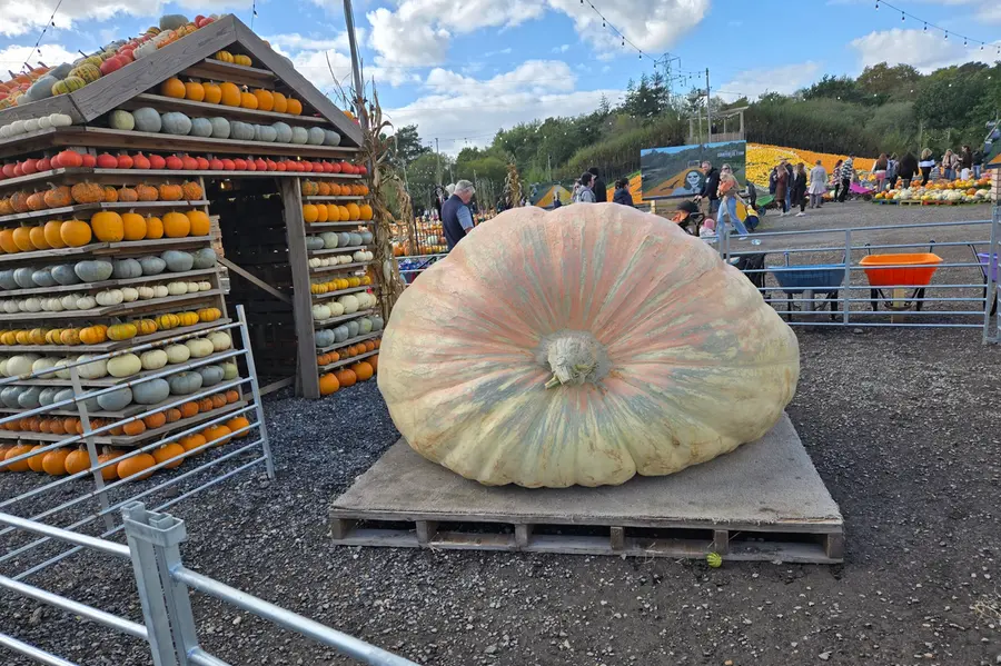 Meet Bagheera, the world’s heaviest Pumpkin weighing 1,295-kg