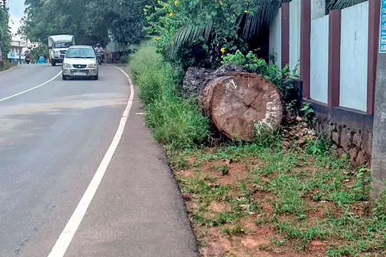 പാതയോരങ്ങളിൽ മുറിച്ചിട്ട തടികൾ യാത്രക്കാർക്ക് ഭീഷണി