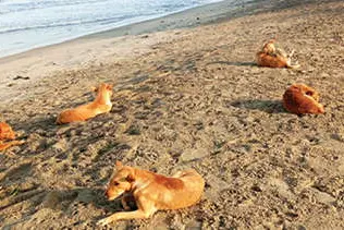 തെരുവുനായ ശല്യം ആര് പരിഹരിക്കും ?