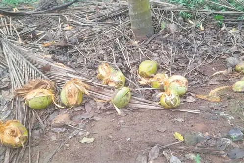 തെങ്ങുകൃഷിക്കാർക്ക് തലവേദനയായി കുരങ്ങുശല്യം; കരിക്ക് കേടുവരുത്തുന്നു