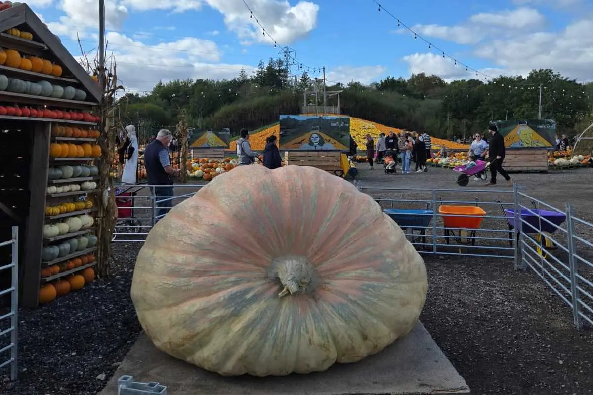 world's heaviest pumpkin|photo:special arrangement