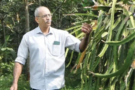 ഫംഗസ് രോഗബാധ ഡ്രാഗൺ ഫ്രൂട്ട് കർഷകർ പ്രതിസന്ധിയിൽ