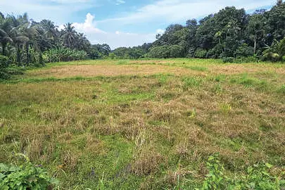 നെൽകൃഷിയുണ്ട്; പക്ഷേ, ജലസേചനസംവിധാനങ്ങളില്ല